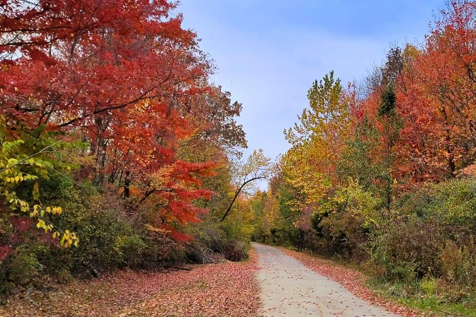 Vibrant red and orange autumn foliage lining the paved Zionsville Rail Trail with fallen leaves scattered along the path in Zionsville, Indiana.